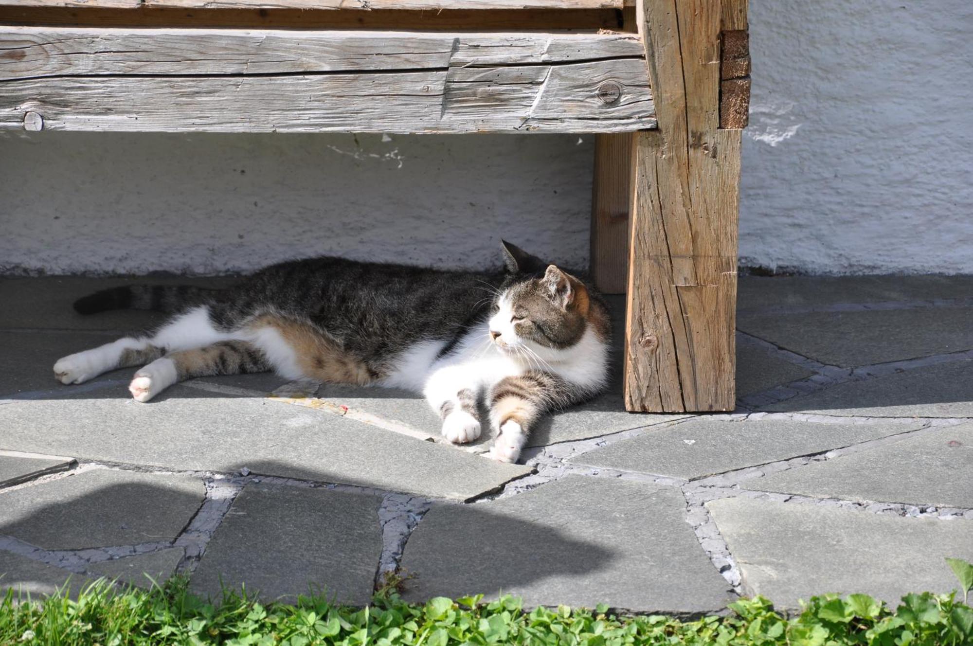 Willa Wohlfuehlbauernhof Bambichlhof Fuschl am See Zewnętrze zdjęcie